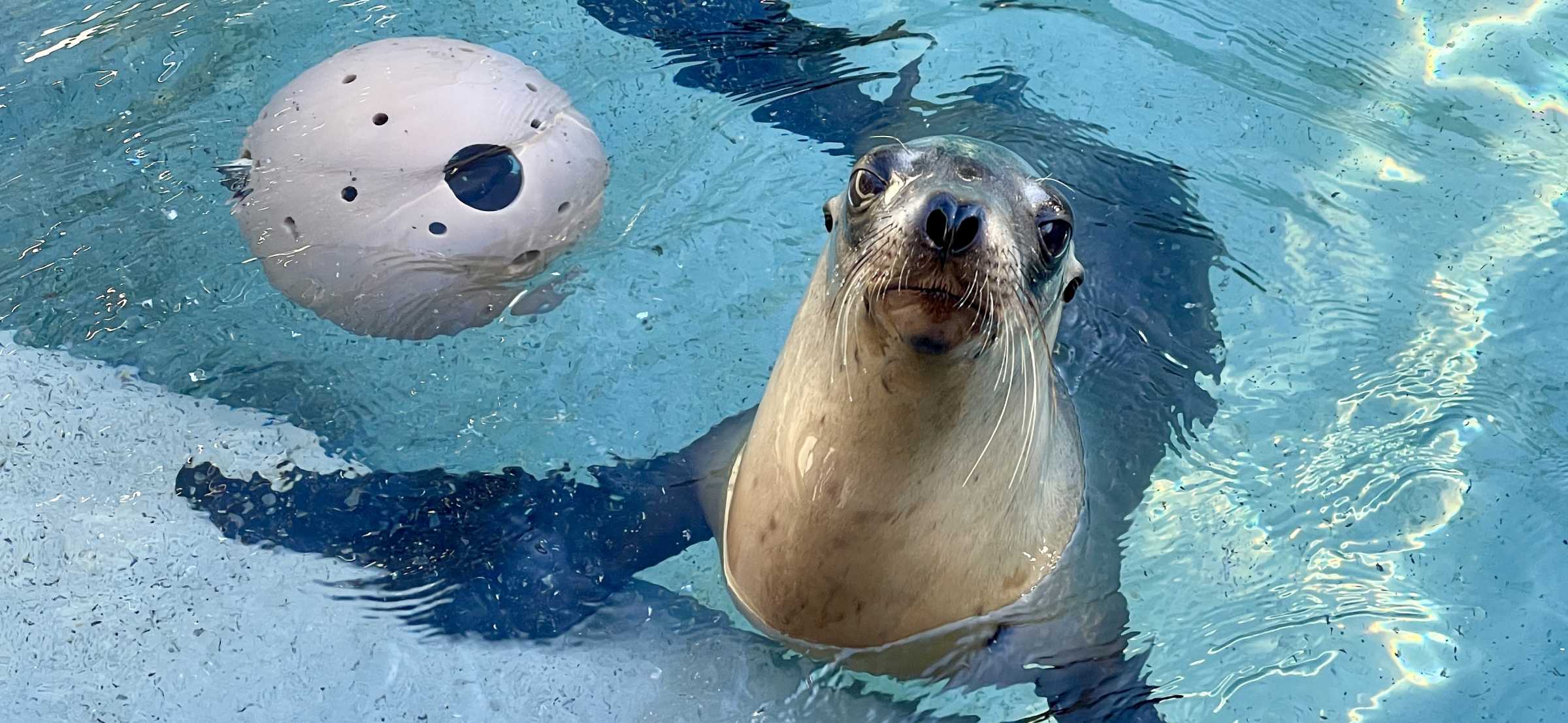 Seal vs. Sea Lion Your Guide to Knowing the Difference The Marine
