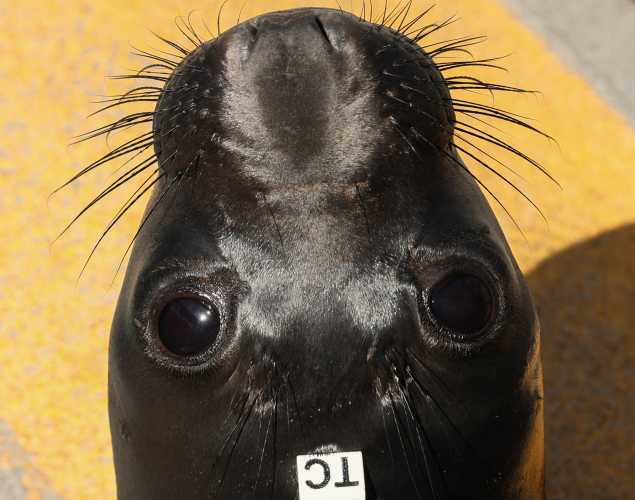 elephant seal Cove
