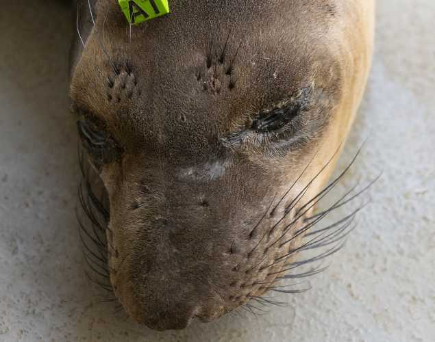 northern elephant seal Kaiguy