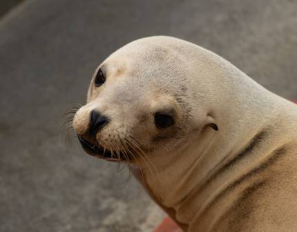 sea lion named wetsuit