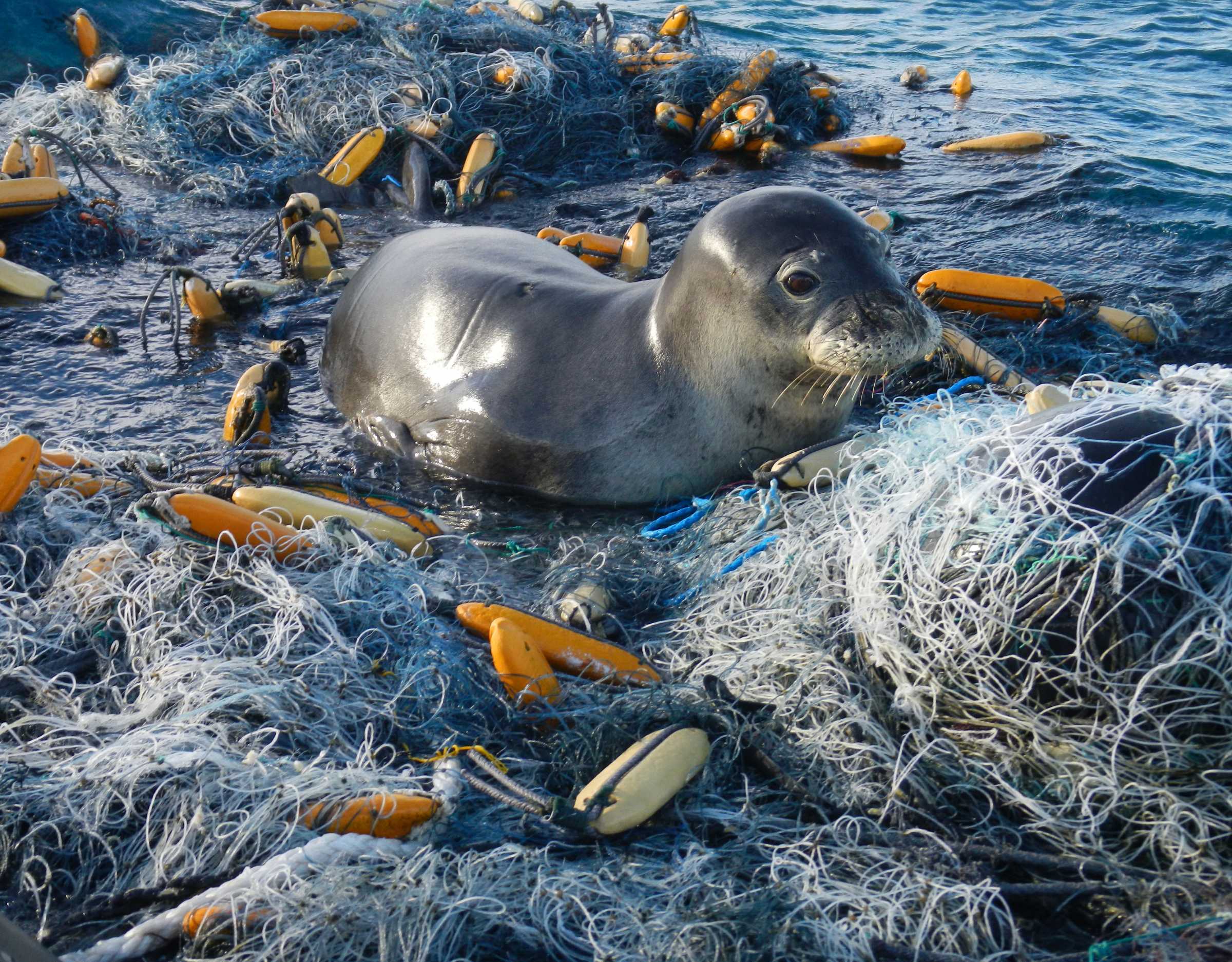 Marine Mammals and Plastics in the Ocean | The Marine Mammal Center