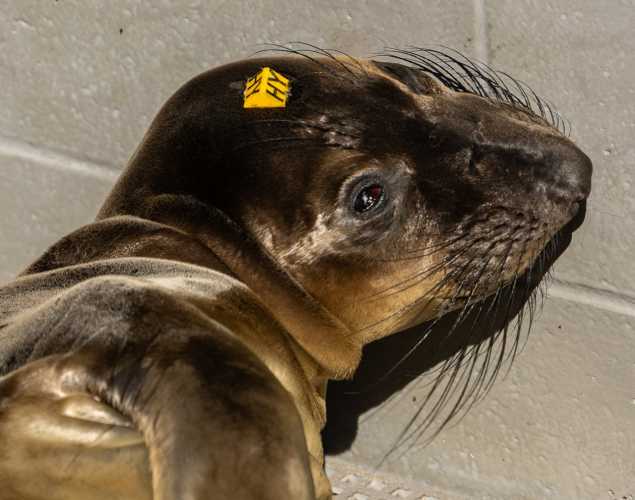Northern elephant seal pup