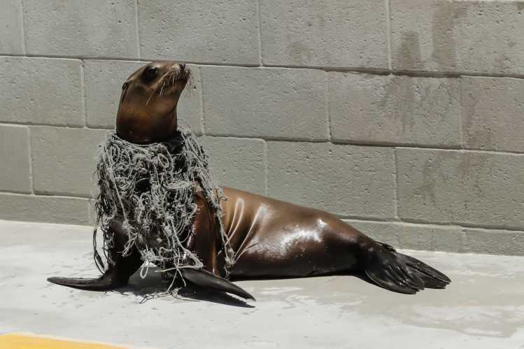 California sea lion Loki
