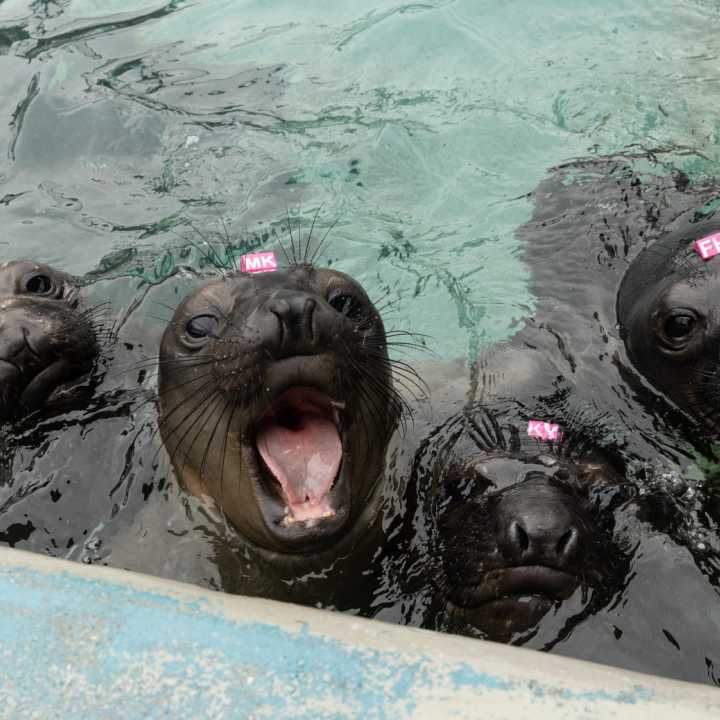 A group of elephant seals in a pool