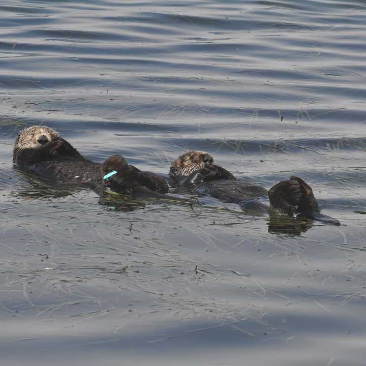 Sea otter