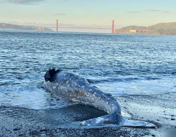 gray whale on a beach with Golden Gate Bridge in the background