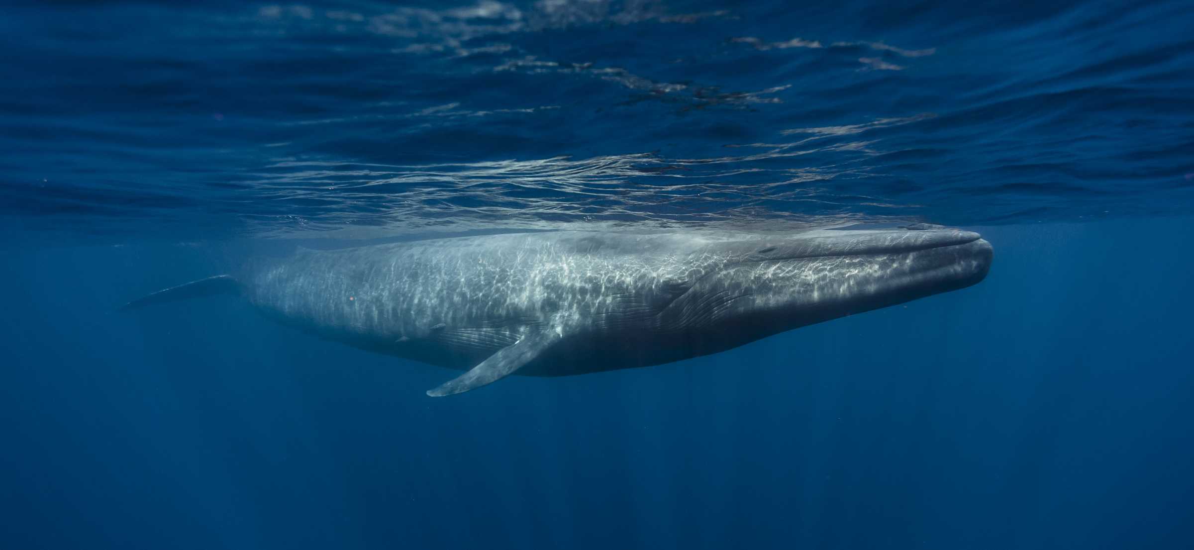 The Marine Mammal Center | Blue Whale