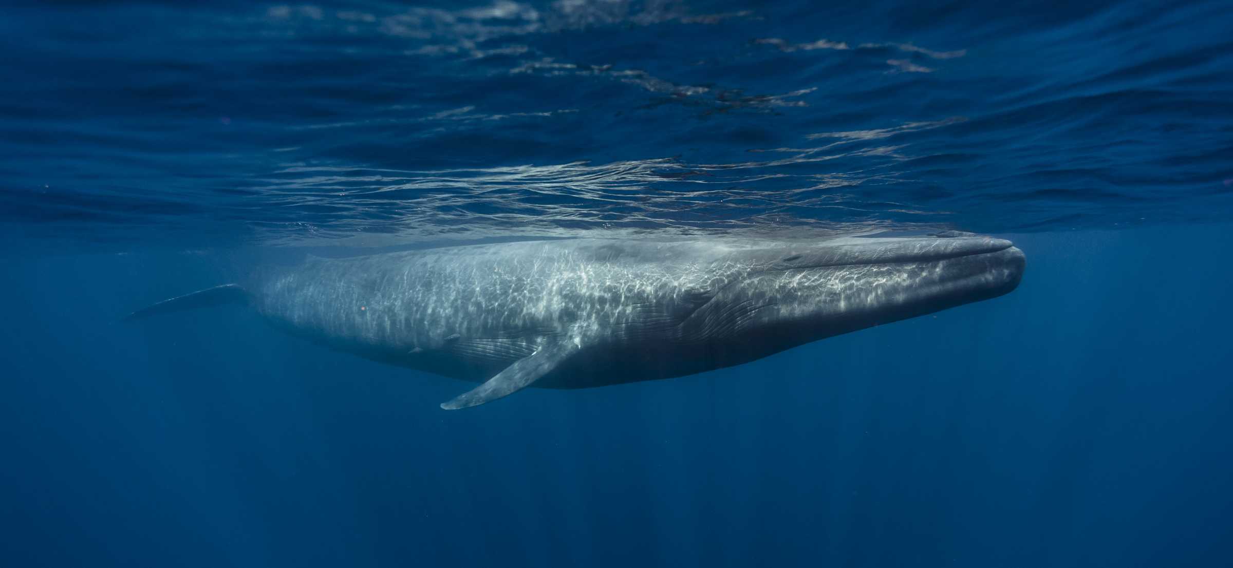 www.marinemammalcenter.org