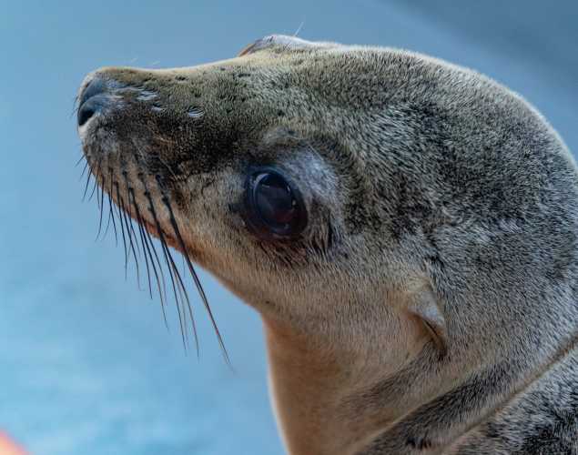 California sea lion