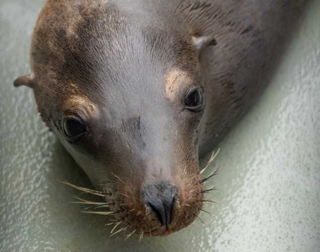 California sea lion