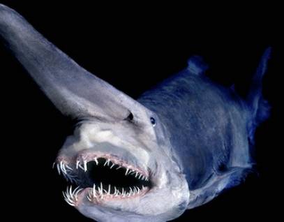 Goblin shark by National Geographic