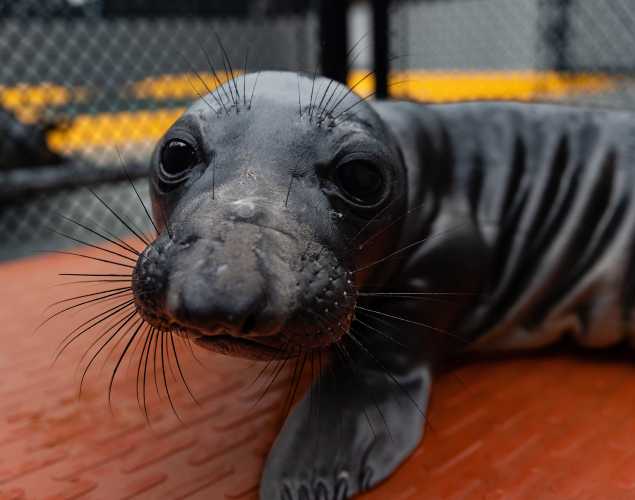 northern elephant seal Baylee