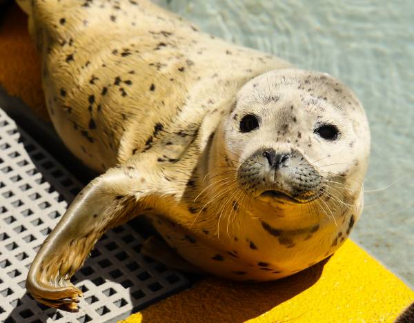 Hummingbird | The Marine Mammal Center