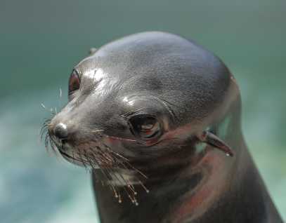 Guadalupe fur seal Leia