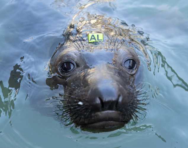 northern elephant seal Mallory