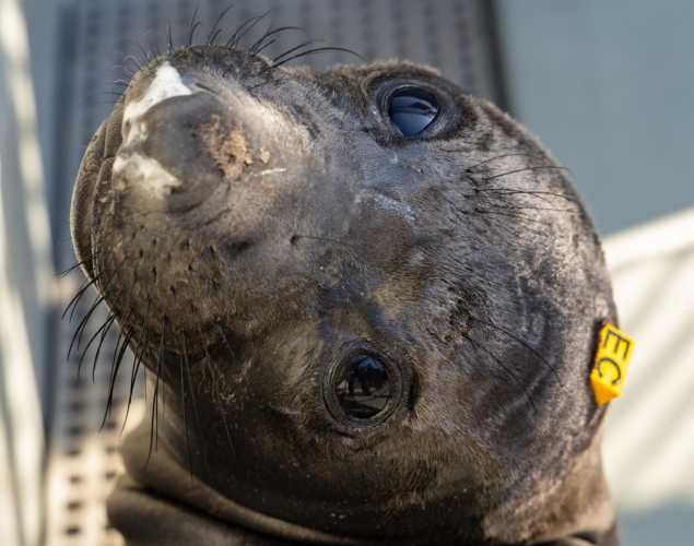 elephant seal