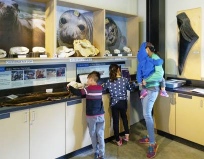 Home | The Marine Mammal Center
