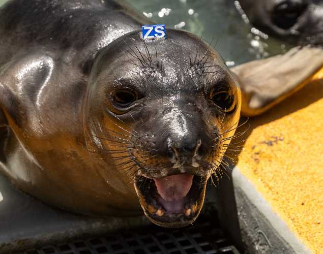 northern elephant seal Winslow