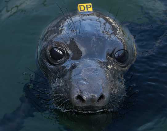 elephant seal