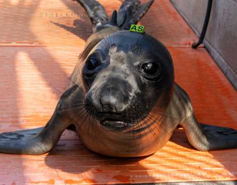 elephant seal pup moonland