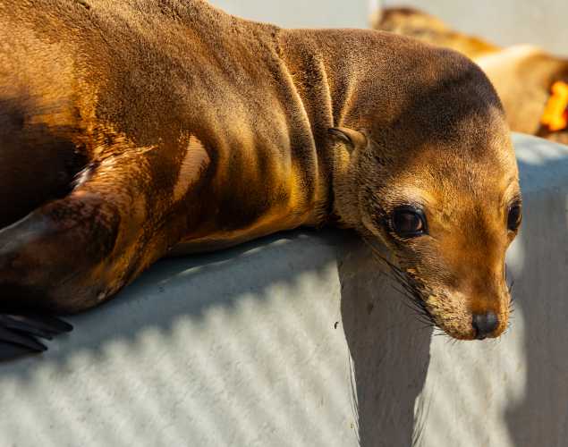 California sea lion