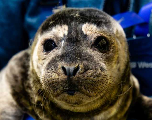 harbor seal Yawa
