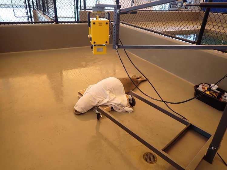 Two veterinarians hold a yellow radiograph machine above a Hawaiian monk seal during its rehabilitation.