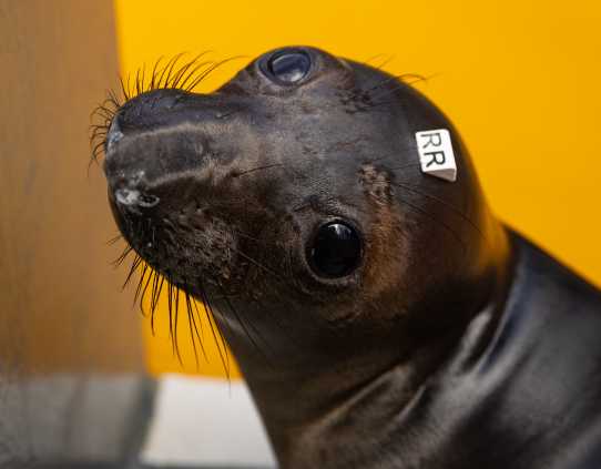 northern elephant seal Raya