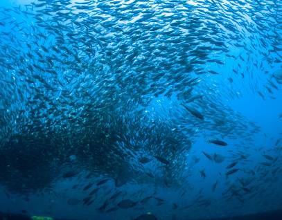 School of fish