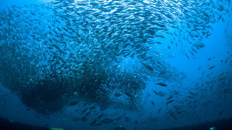 school of fish
