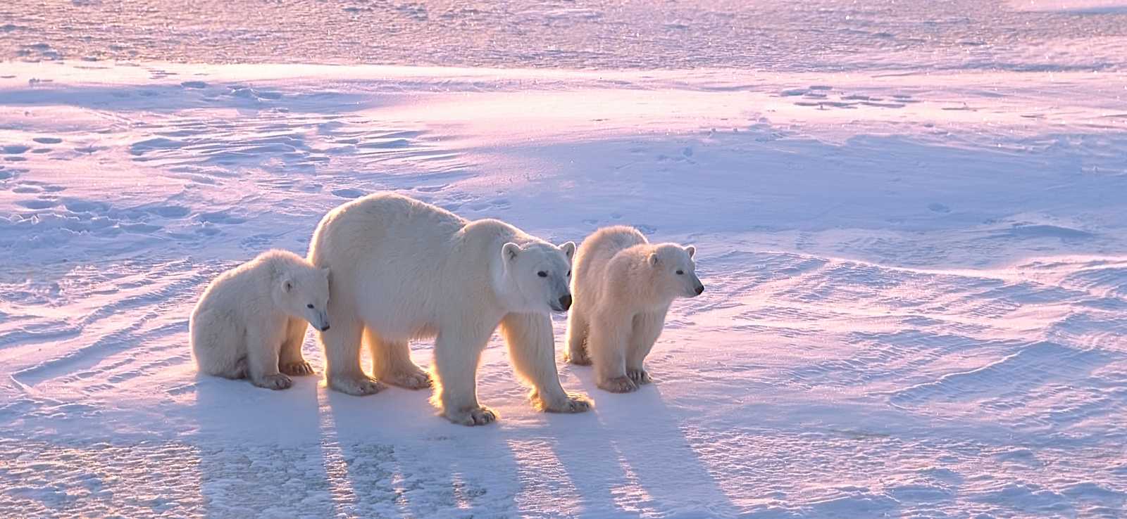 The Marine Mammal Center | Polar Bears