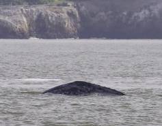 Gray whale in San Francisco Bay