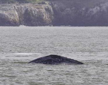 Gray whale in San Francisco Bay