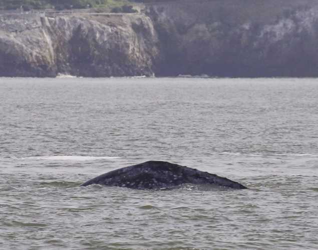 Gray whale in San Francisco Bay