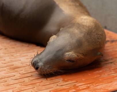 California sea lion Fidget