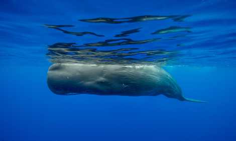Sperm whale