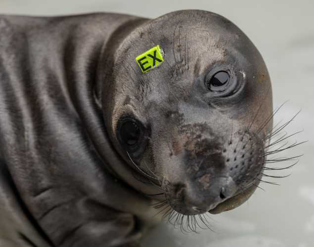 northern elephant seal Smolder