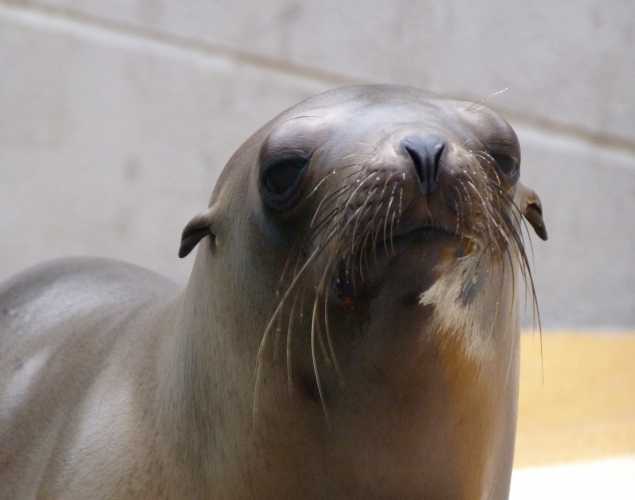 California sea lion Cormorant