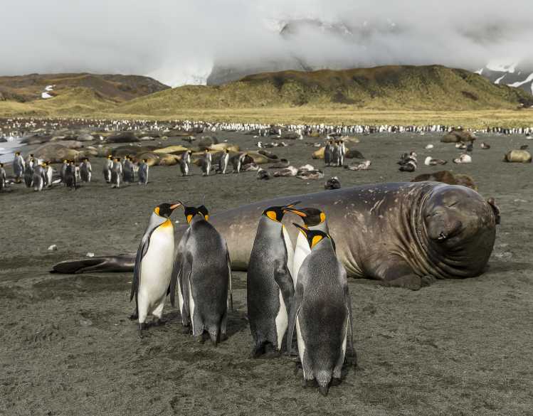a group of penguins standing in front of a large southern elephant seal
