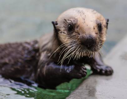 sea otter pup patient Langly