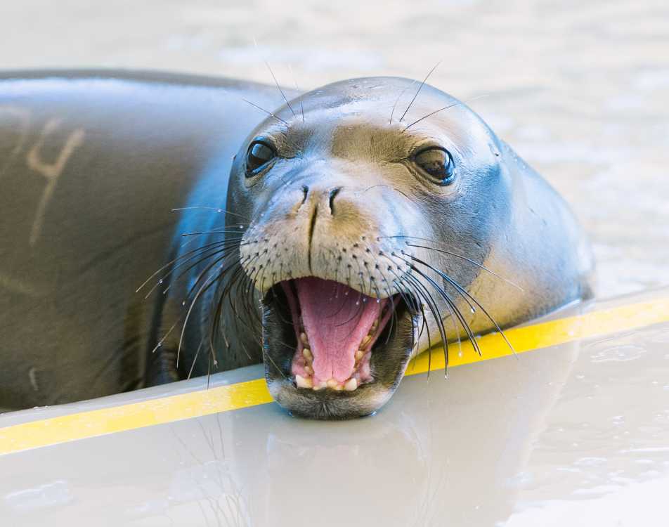 Malnourished Hawaiian Monk Seals Rescued from Northwestern Hawaiian