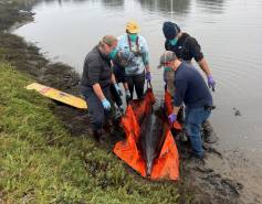Stranded dolphin response