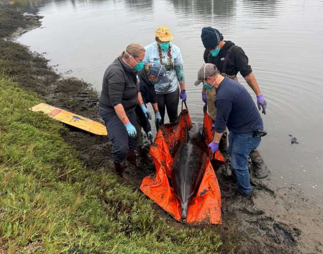 Stranded dolphin response
