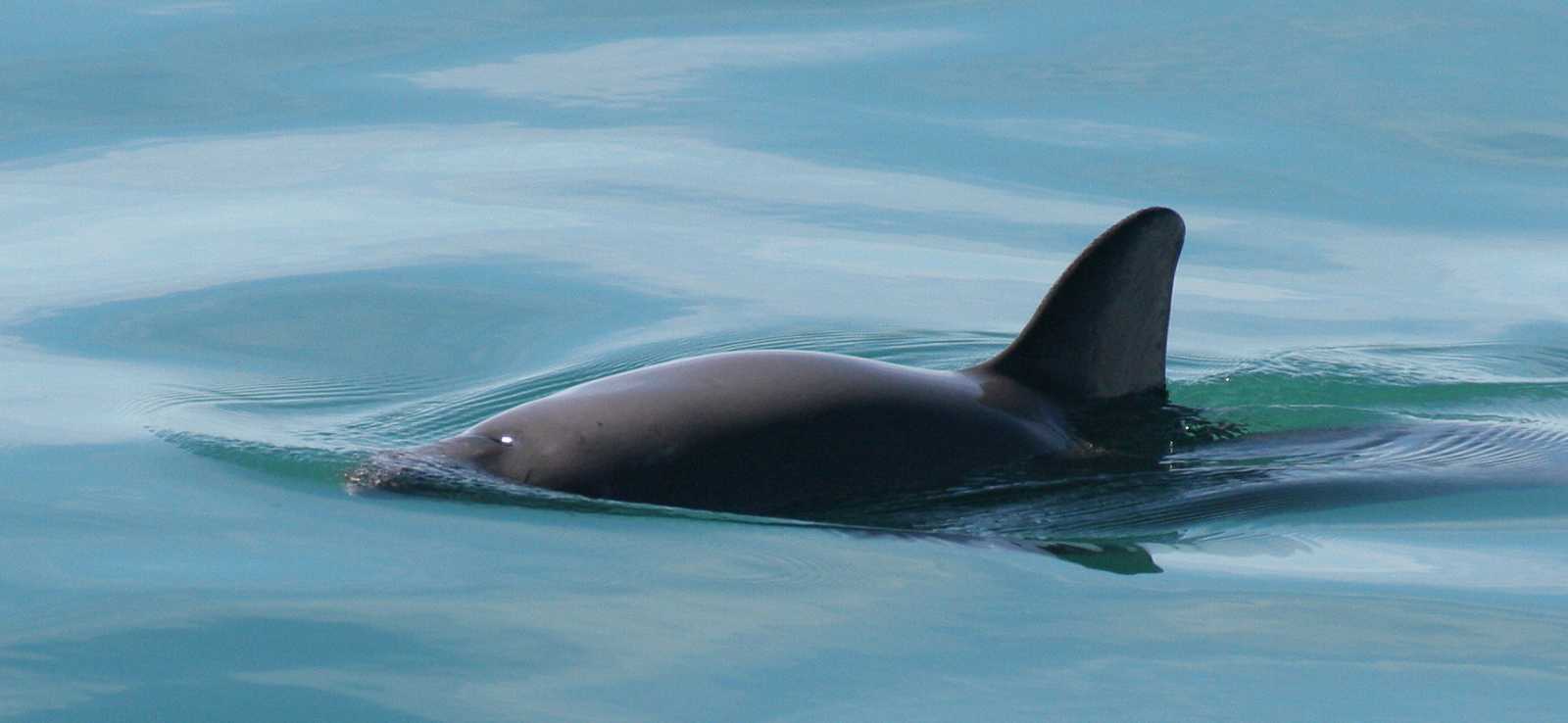 do vaquitas travel in pods