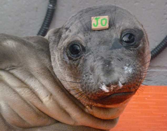 elephant seal Soul
