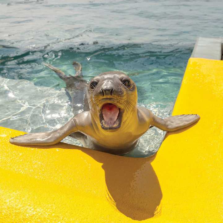 Northern elephant seal Phillip
