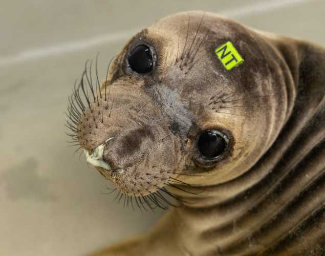northern elephant seal Tardy