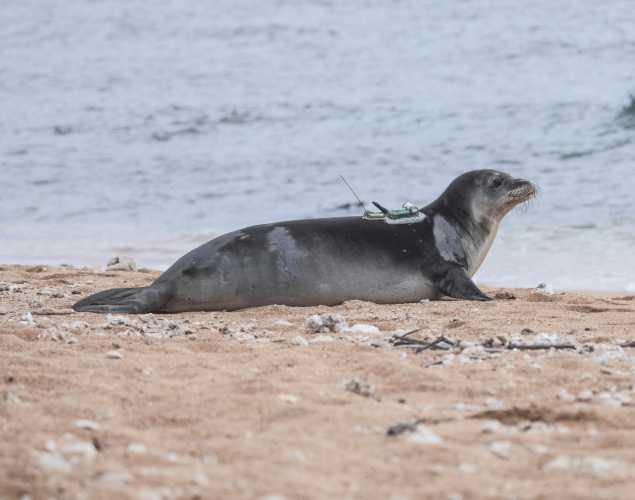 DIY Dog Toy! – Blue Ocean Society for Marine Conservation