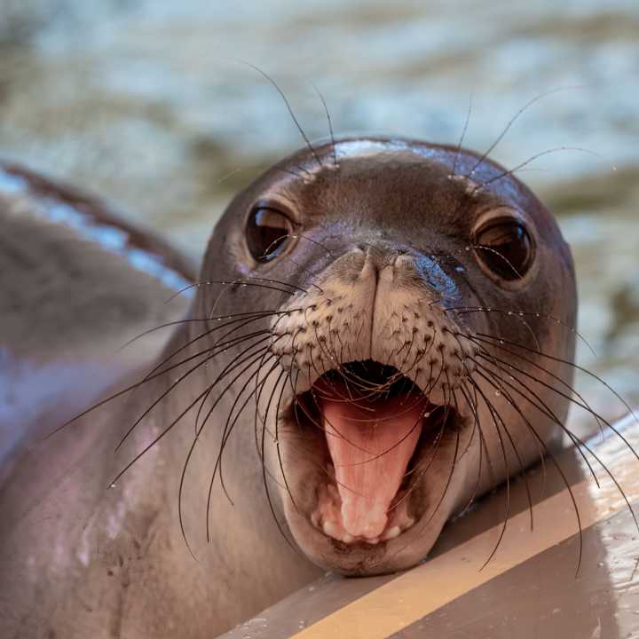 Hawaiian monk seal