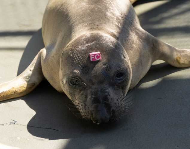 Northern elephant seal